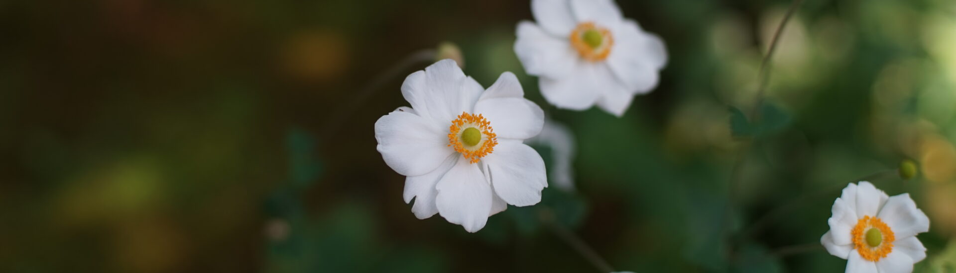 秋明菊