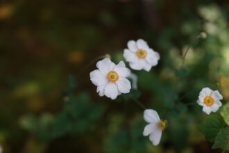 秋明菊