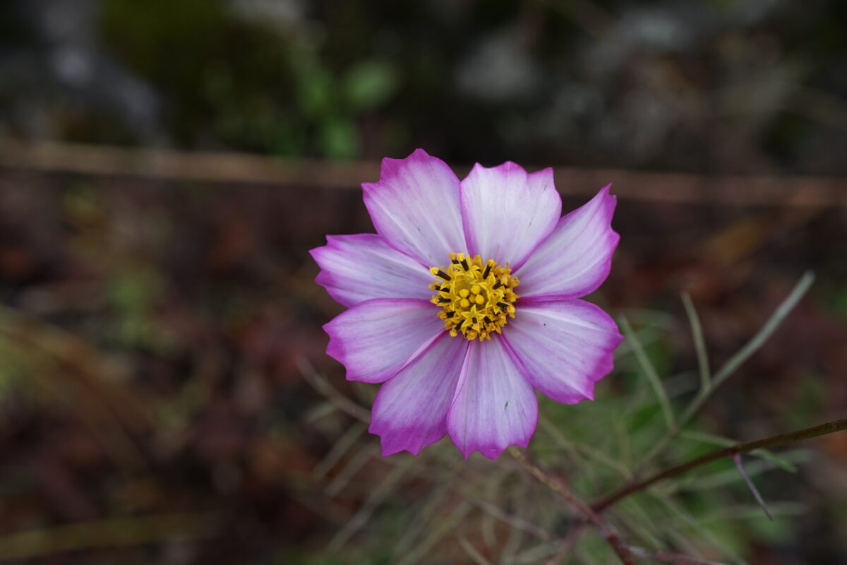 秋桜