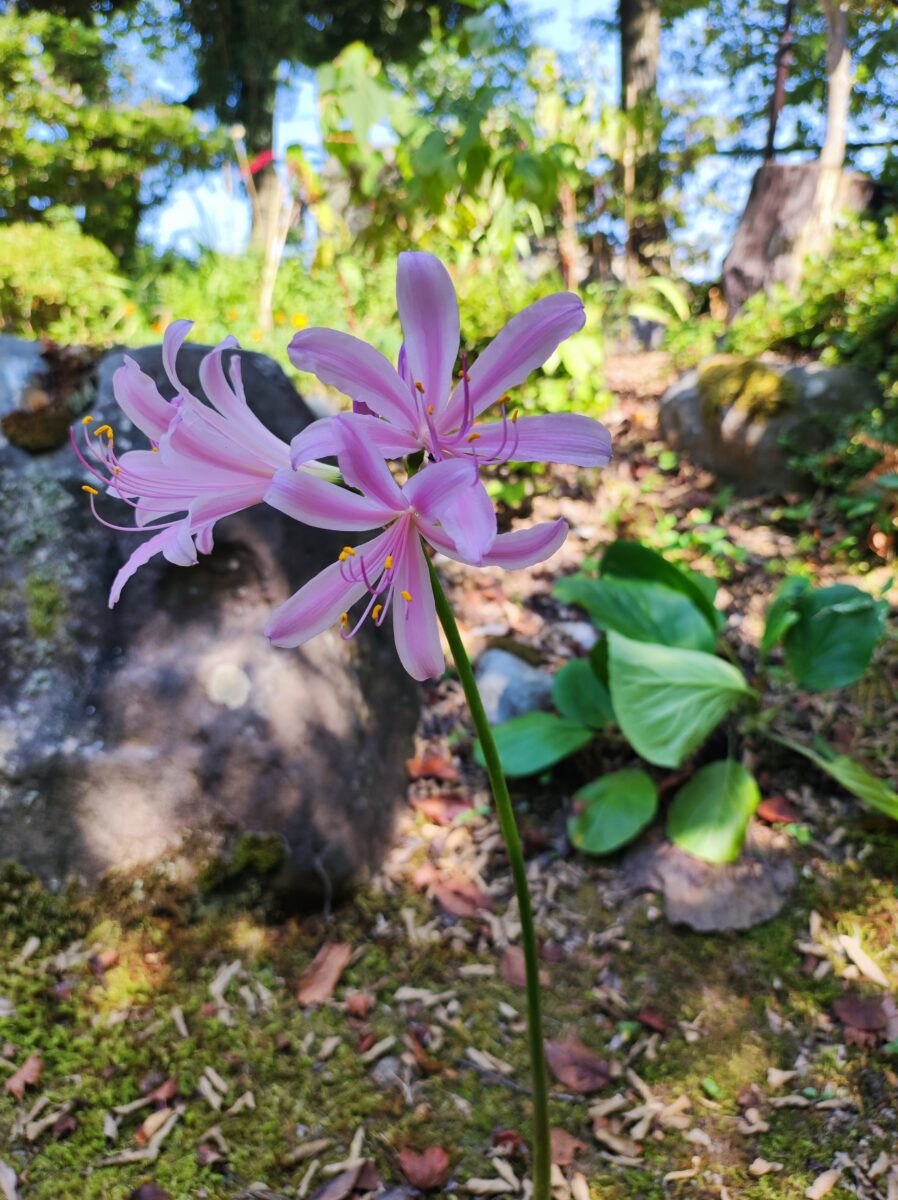 彼岸花