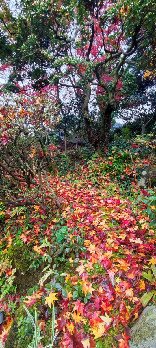 紅葉(モミジ)