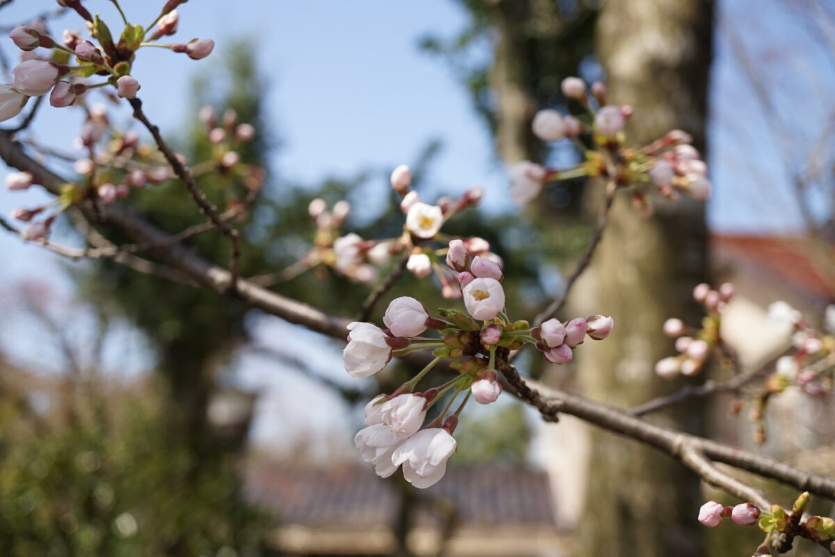 桜