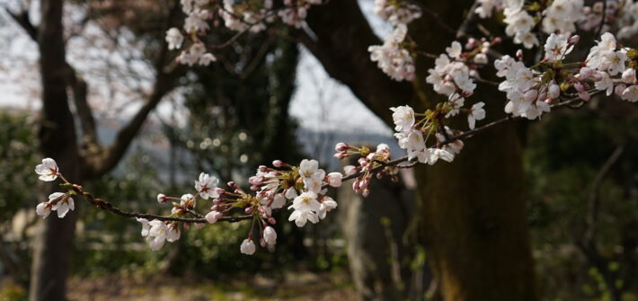 桜